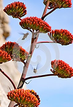 Hummingbirds around an Agave Bloom