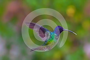 The Hummingbirds` beak is very long and they have a `W` shaped tongue