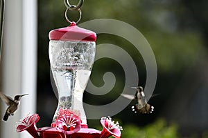 Hummingbirds at bird feeder background