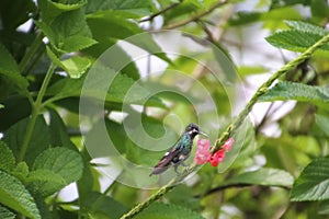 Hummingbirds are birds from the Americas that constitute the family