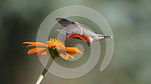 Brilliant Hummingbird drinking from an orange Mexican Sunflower - Trochilidae photo