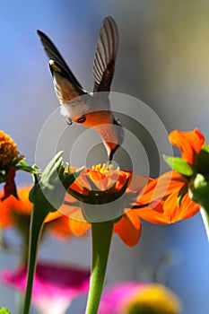 Hummingbird drinking from an orange Mexican Sunflower - Trochilidae photo