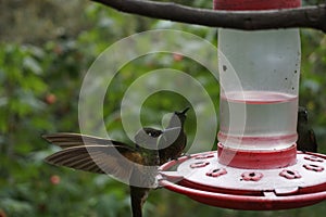 Hummingbirds eating nectar from a feeder close to Valle de Cocora, Cocora Valley, Eje Cafetero, Salento, Colombia photo