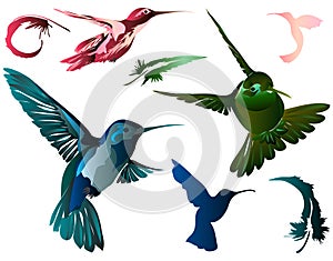 Hummingbirds & Feathers