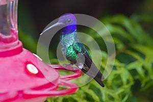 The hummingbird needs the flowers to survive, since it extracts the nectar that is their food photo
