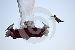 Hummingbirds on Feeder