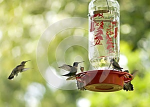 Hummingbirds feeding