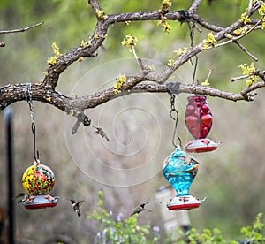 Hummingbirds feeding on nectar in bird feeders in spring