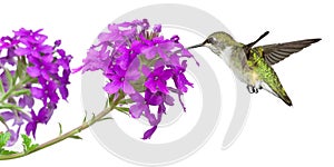 Hummingbirds feeds on a verbena