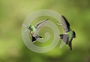 Hummingbirds Fighting