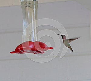Hummingbirds in flight feeding at hummingbird feeder