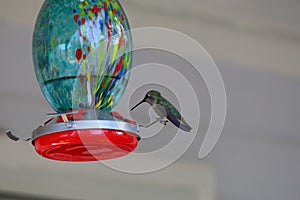 Hummingbirds in flight feeding at hummingbird feeder