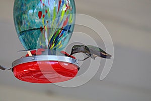 Hummingbirds in flight feeding at hummingbird feeder