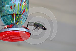 Hummingbirds in flight feeding at hummingbird feeder