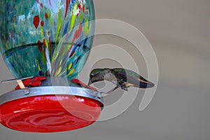 Hummingbirds in flight feeding at hummingbird feeder