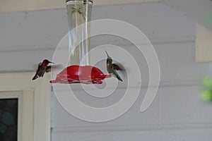 Hummingbirds in flight feeding at hummingbird feeder