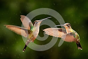 Hummingbirds in flight, tropic forest, Costa Rica