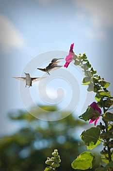 Hummingbirds at a Flower