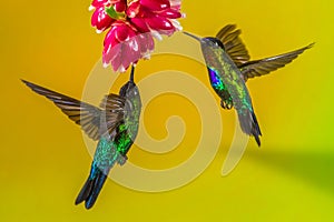 Hummingbirds And Flower