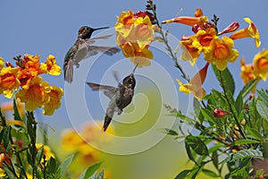 Hummingbirds Garden Scene