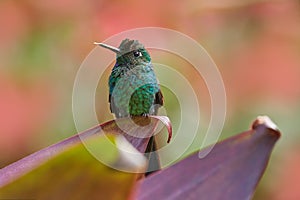 Hummingbirds Green-crowned Brilliant , Heliodoxa jacula, flying next to beautiful red flower. Tinny bird fly in jungle. Wildlife