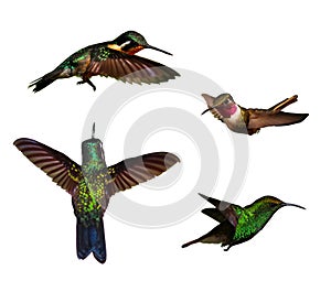 Hummingbirds isolated over white background with p