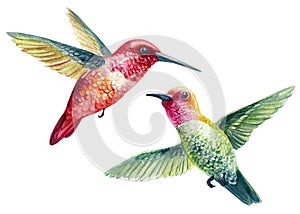 Hummingbirds on an isolated white background. watercolor birds