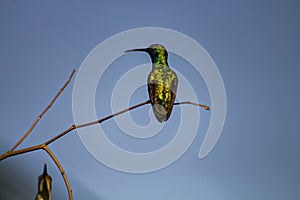 A hummingbird can visit 500 to 3,000 flowers per day. photo