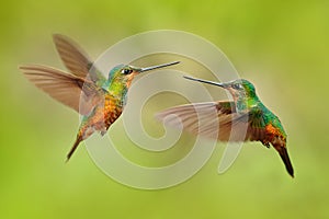 Hummingbirds with long golden tail, beautiful action flight scene with open wings, clear green backgroud, Chicaque Natural Park,
