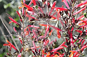 California Wildflower Series - Chuparosa - Justicia californica - Hummingbirds love these Bright red flowers photo