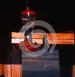 hummingbirds Mexico Copper Canyon