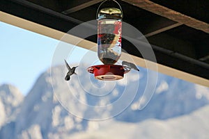 Hummingbirds with mountain background