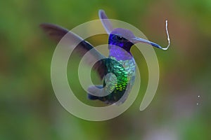 Hummingbirds move their wings very fast. photo