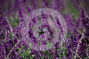 Hummingbirds in nature.