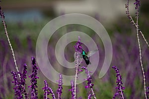 Hummingbirds in nature.