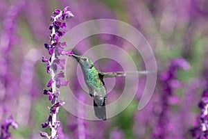 Hummingbirds in nature.