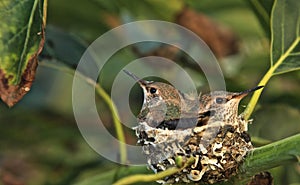 Hummingbirds nest