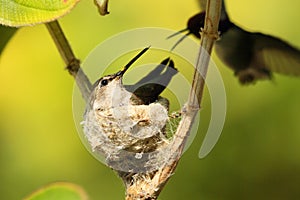 Hummingbirds nesting in tree