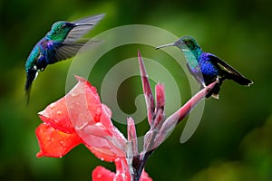 Hummingbirds from in the red bloom flower, Santa Marta, Colombia. Wildlife from tropic jungle. Violet Crowned Woodnymph, photo