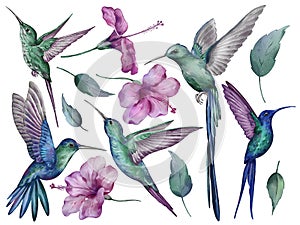 Hummingbirds set in watercolor style isolated on white background.