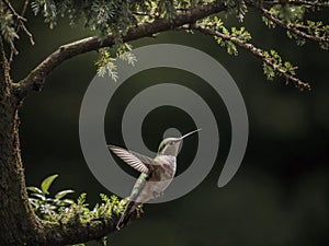 Hummingbirds sitting on the tree branch in the forest