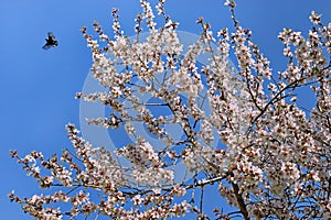 Hummingbirds in the sky and blossoming almond tree