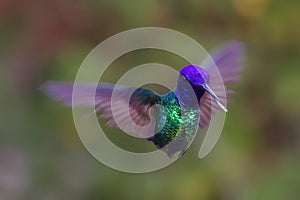 Colibríes Ellos son pequeno rápidamente a alimentación sobre el flores adentro de cual es un pesado sobre el para ver 