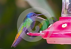 The plumage of the hummingbirds is generally green and they have blue or violet spots in some areas of their body. photo
