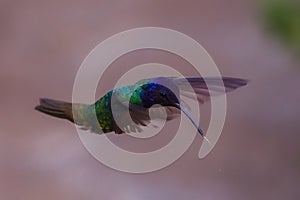 El plumaje de los picaflores es generalmente verde y tienen manchas de color azul o violeta en algunas zonas de su cuerpo photo