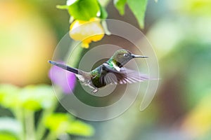 HummingbirdTrochilidaeFlying gems ecuador costa rica panama photo