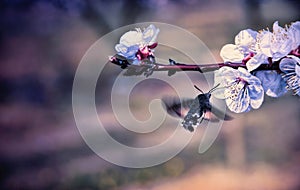 Hummingmoth pollinate a flower