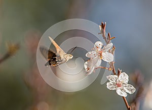 A Hummingmoth sucks nectar