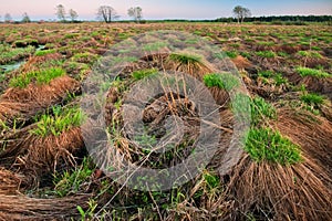 Hummocks of grass in the field