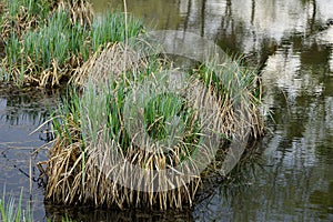 Hummocks of green and gray grass in the water of the reservoir